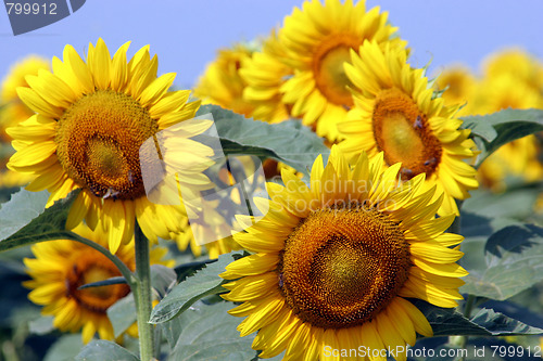 Image of sunflowers