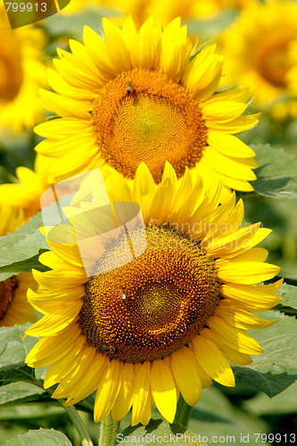 Image of sunflowers