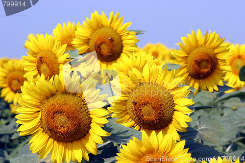 Image of sunflowers