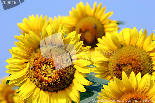 Image of sunflowers