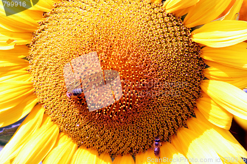 Image of sunflower