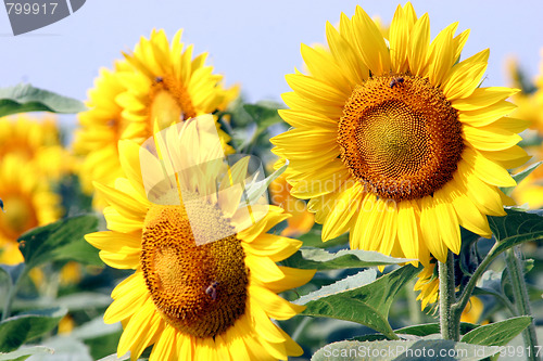 Image of sunflowers