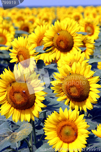 Image of sunflowers