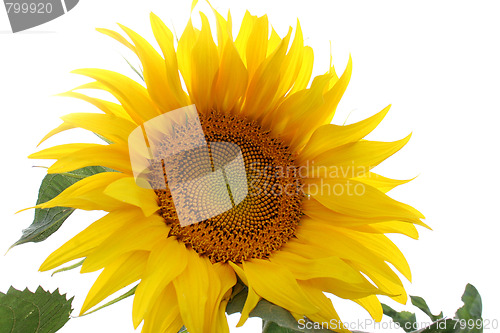 Image of sunflowers