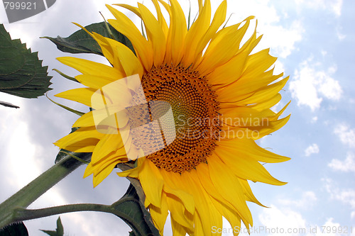 Image of sunflowers