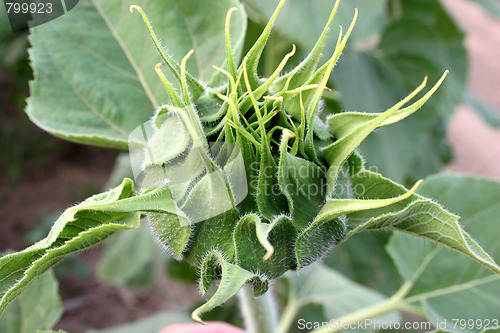 Image of sunflower bud