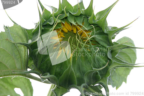 Image of sunflower bud