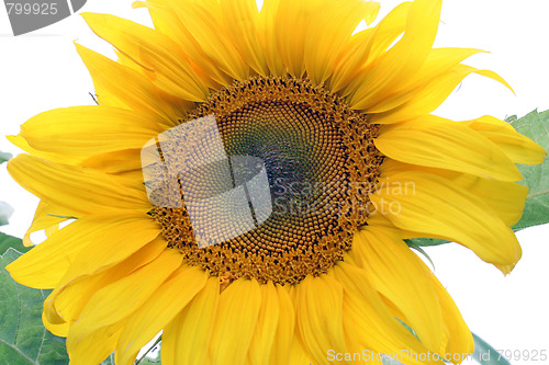 Image of sunflower