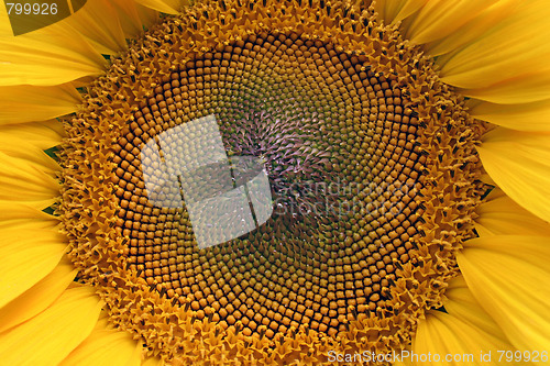 Image of sunflower