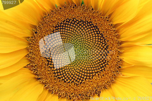 Image of sunflower