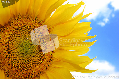 Image of sunflowers