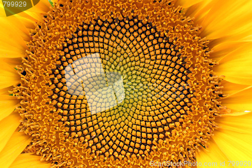 Image of sunflower