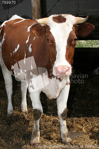 Image of cow