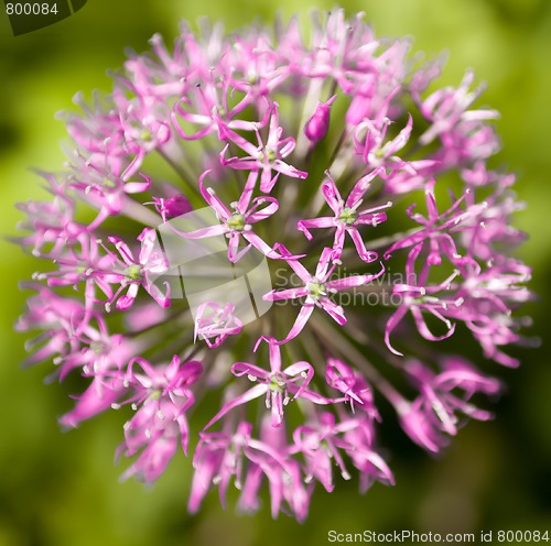 Image of flower, Allium aflatunense