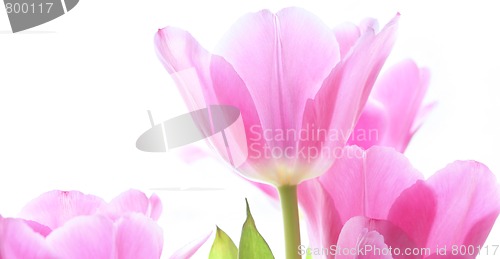 Image of tulips on white