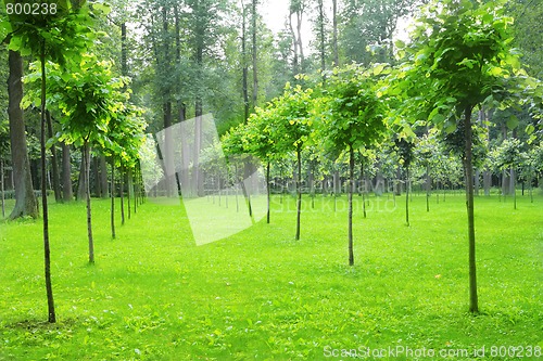 Image of park with young trees