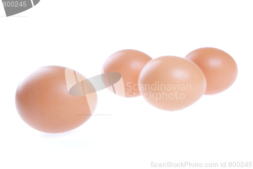 Image of Egg, Bird