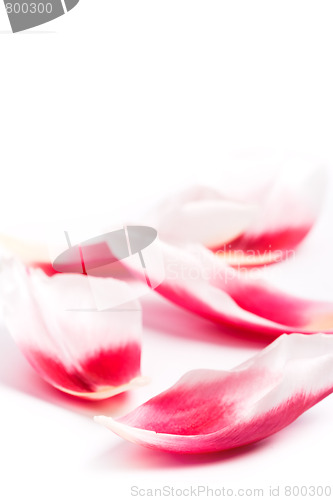 Image of pink tulip petals 