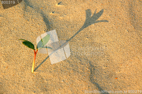 Image of Little Plant and its Shadow in the Desert