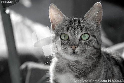 Image of Young mixed-bread cat portrait