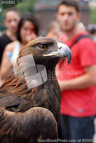 Image of Brown Eagle on street