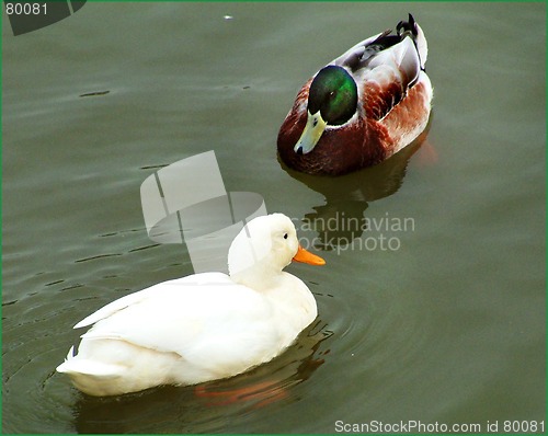 Image of mallards