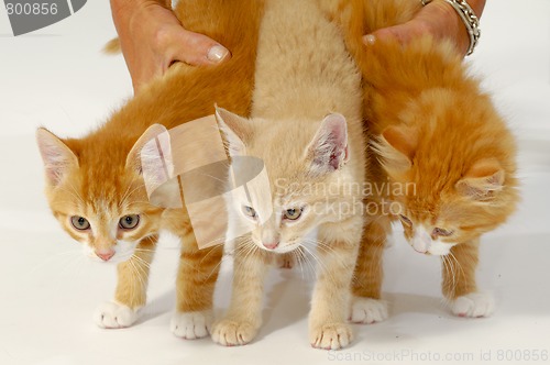 Image of Sweet cat kittens 