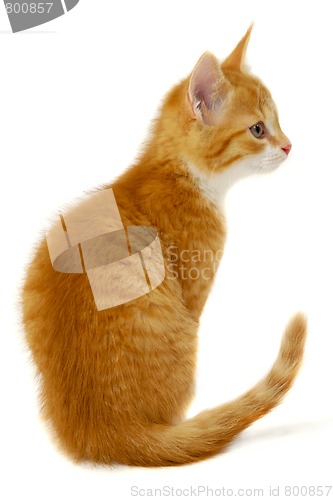 Image of Red cat kitten on white background