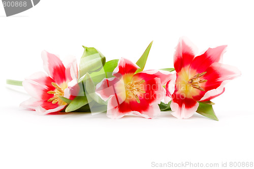 Image of three pink tulips
