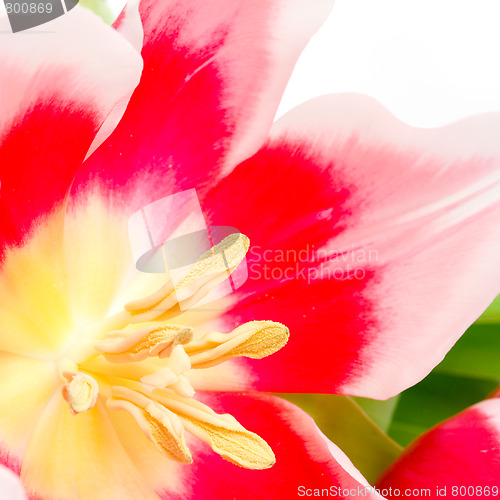 Image of tulip flower