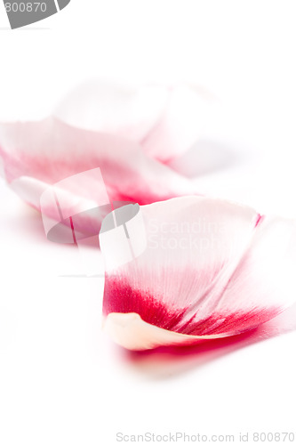 Image of pink tulip petals