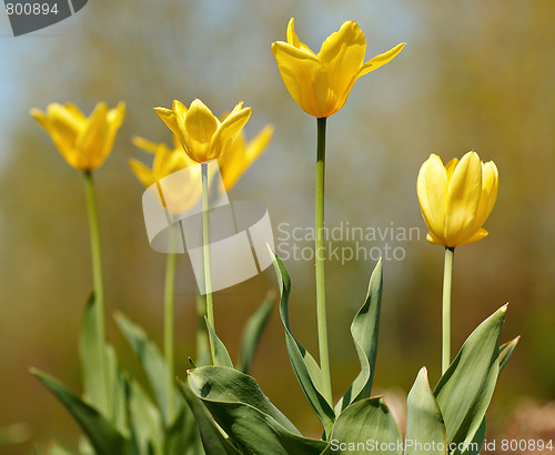 Image of Yellow tulips