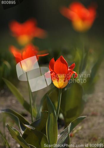 Image of Yellow - Red tulips