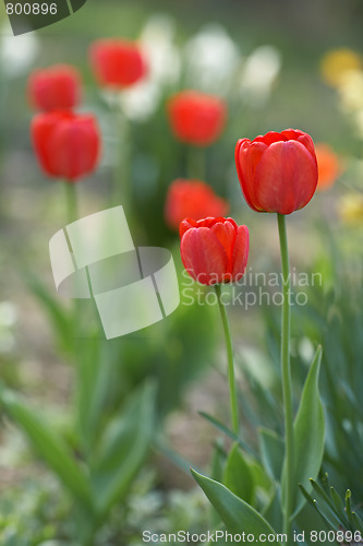 Image of Red tulips