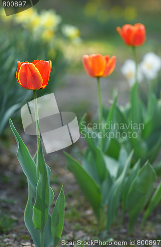 Image of Red tulips