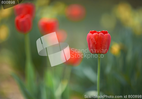 Image of Red tulips