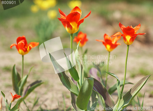 Image of Yellow - Red tulips