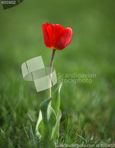 Image of Red tulips