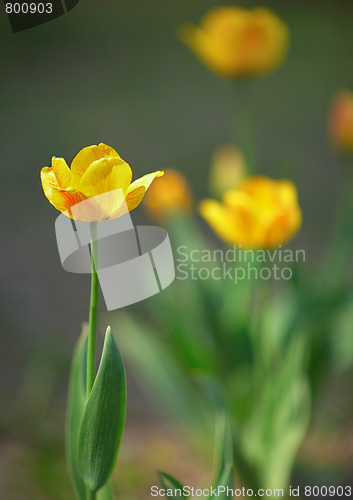 Image of Yellow tulips