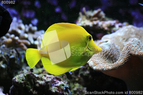 Image of yellow exotic fish