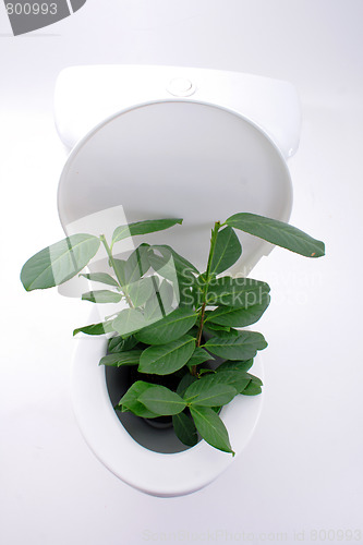 Image of toilet garden