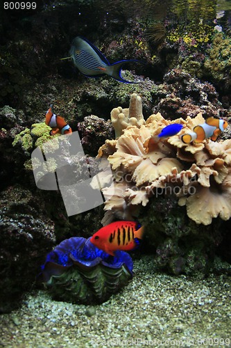 Image of aquarium background