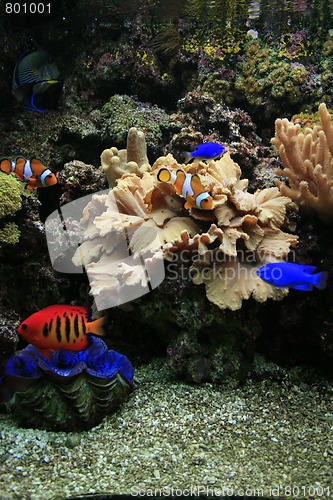 Image of aquarium background