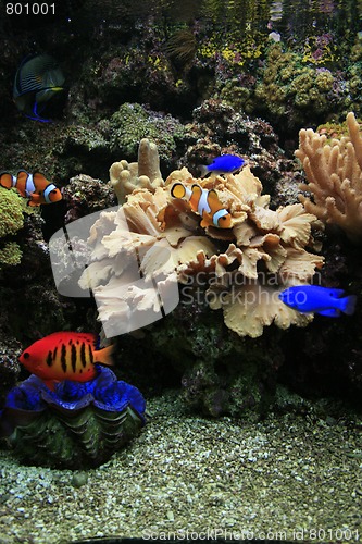 Image of aquarium background