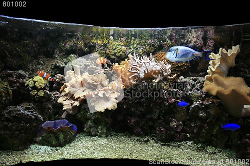 Image of aquarium background