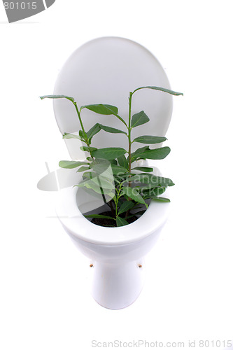 Image of toilet garden