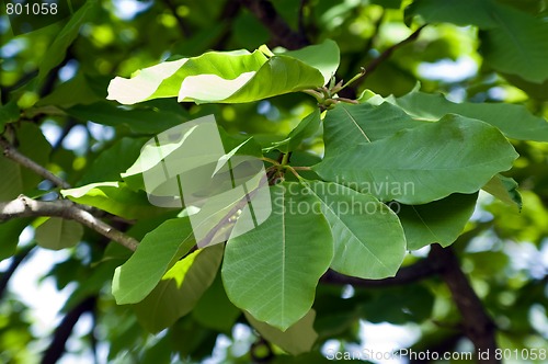 Image of Magnolia leaves
