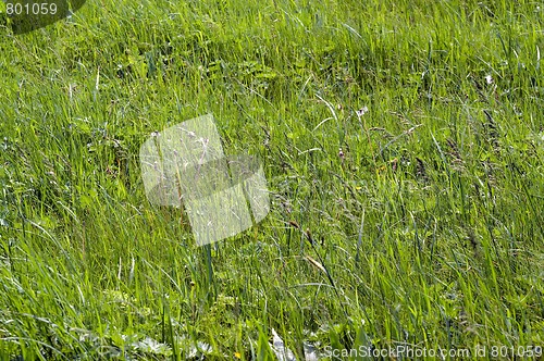 Image of Green grass