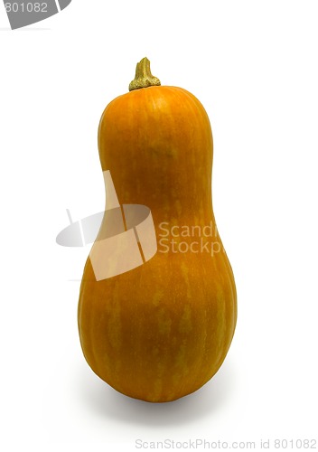 Image of Pumpkin