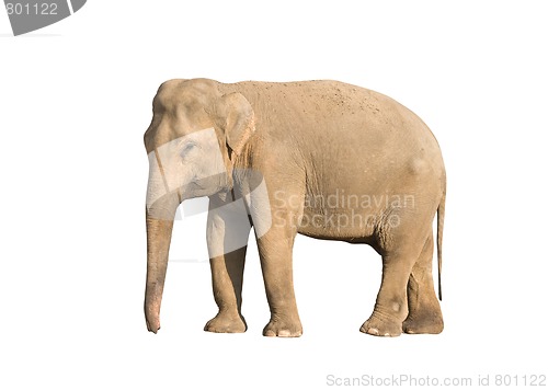 Image of Elephant